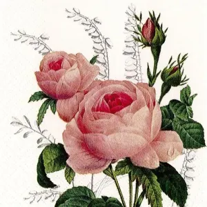 avatar for user duchesseandrea